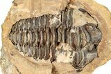 Fossil Calymene Trilobite In Nodule (Pos/Neg) - Morocco #251745-1